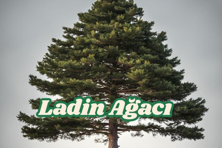 Ladin Ağacı