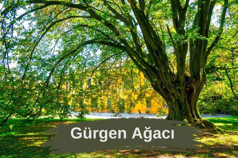 Gürgen Ağacı