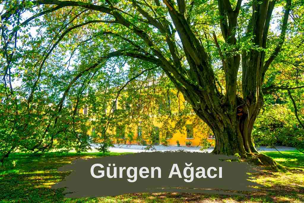 Gürgen Ağacı