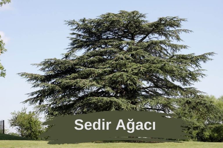 Sedir Ağacı