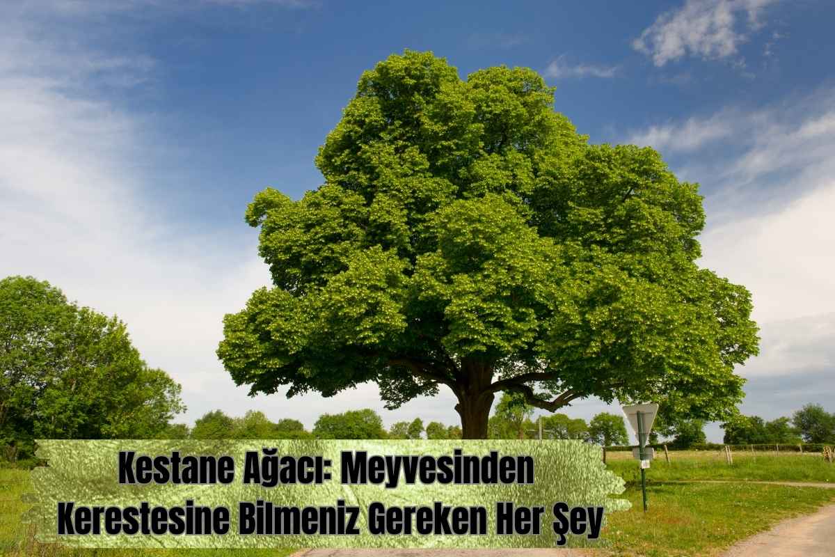 Kestane Ağacı Meyvesinden Kerestesine Bilmeniz Gereken Her Şey