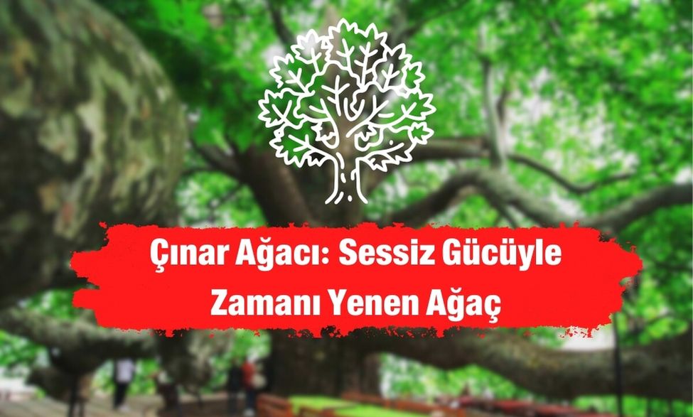 Çınar Ağacı: Sessiz Gücüyle Zamanı Yenen Ağaç