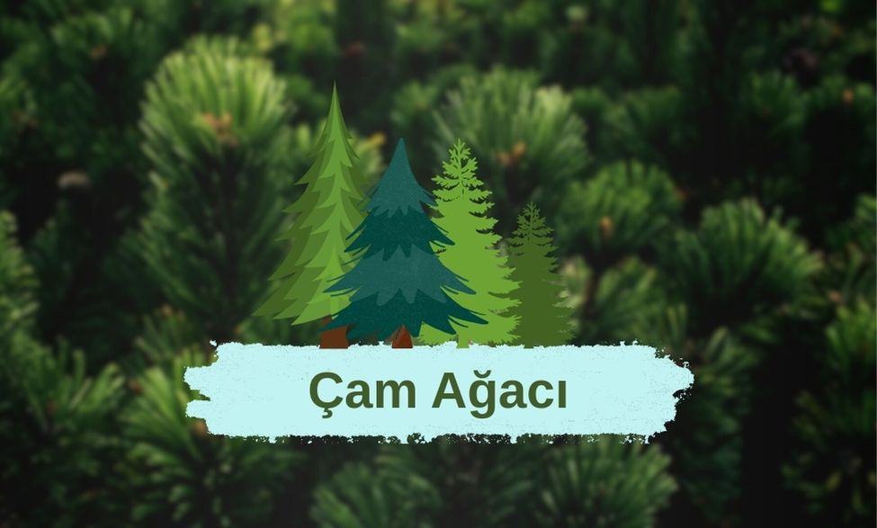Çam Ağacı