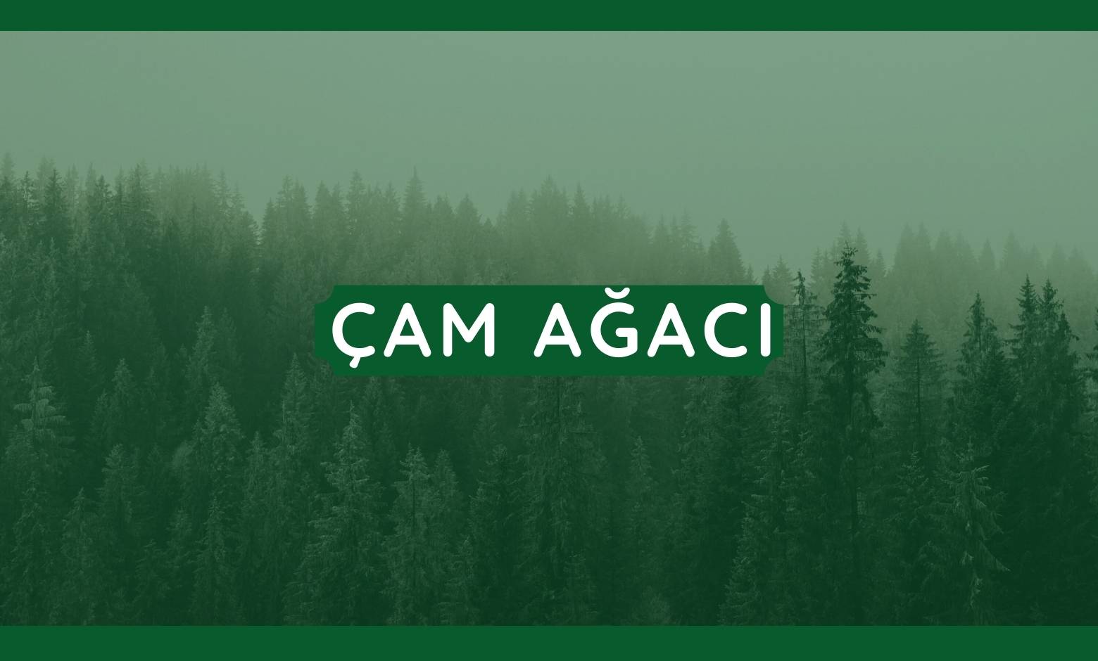 Çam Ağacı