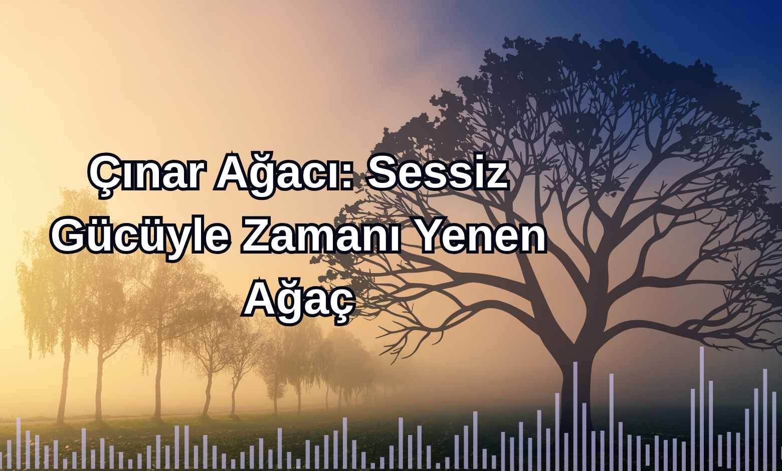 Çınar Ağacı: Sessiz Gücüyle Zamanı Yenen Ağaç