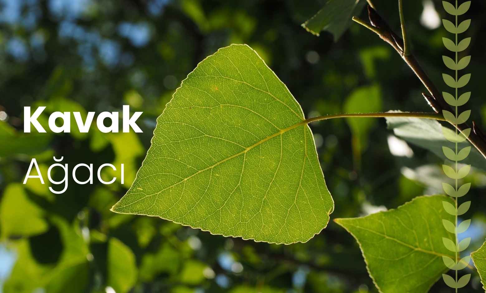 Kavak Ağacı
