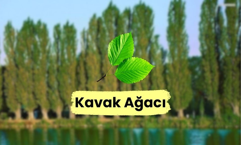 Kavak Ağacı