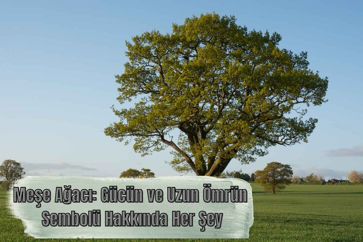 Meşe Ağacı Gücün ve Uzun Ömrün Sembolü Hakkında Her Şey