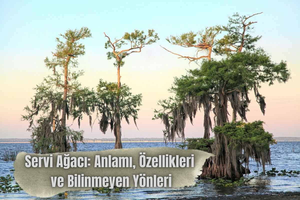 Servi Ağacı: Anlamı, Özellikleri ve Bilinmeyen Yönleri