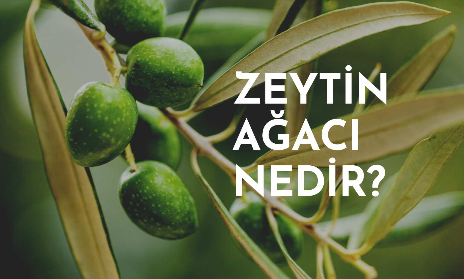 Zeytin Ağacı Nedir?