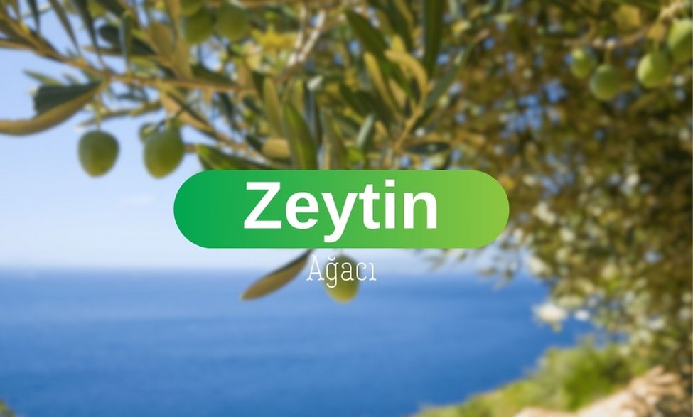 Zeytin Ağacı
